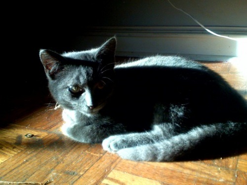 Zelda — the itty bitty kitty.