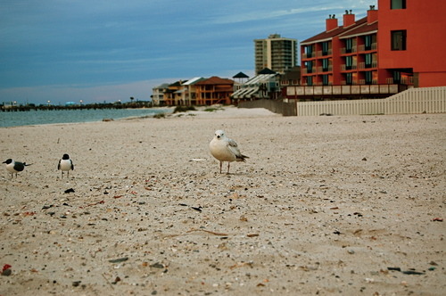 Seagull — this is as close as he'd let me get.