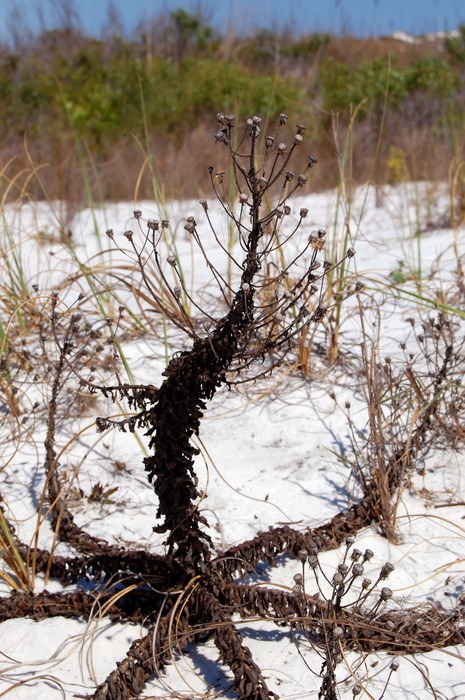 Squid Plant — an interesting looking plant that I've never seen before.