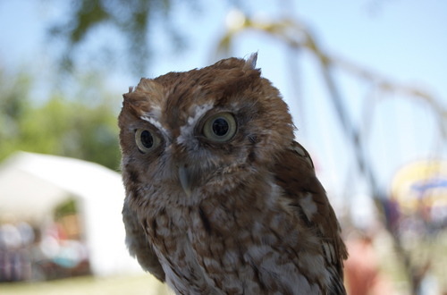 Owl at Earth Day — he came to our office as well as Earth Day. Always photogenic :) Although, I wish I didn't crop his feet out.