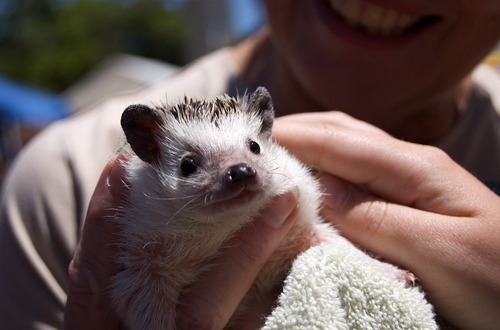Hedgie the Hedgehog — Courtesy of the Zoo.
