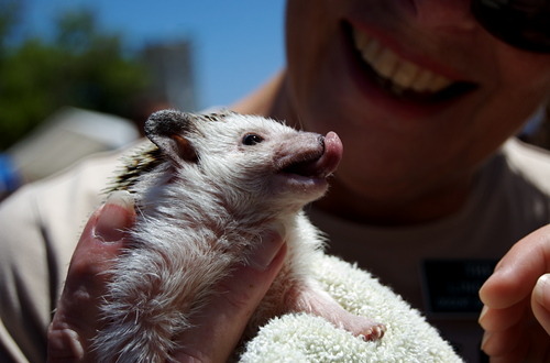 Lickin' His Chops — I was hoping I'd get one of these shots.