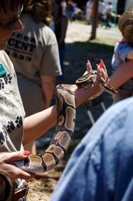 Snake — Courtesy of the Zoo.