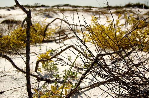 Twigs and Sand — I like this perspective. Had to delete some shots to fit the right one in.