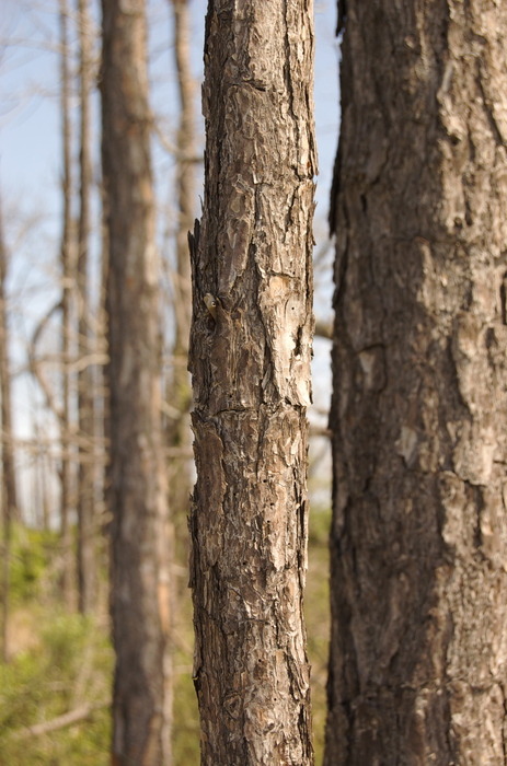 Beach Woods — there were a lot of skinny pine trees along the beach.