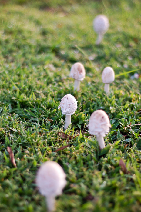 Mushroom family