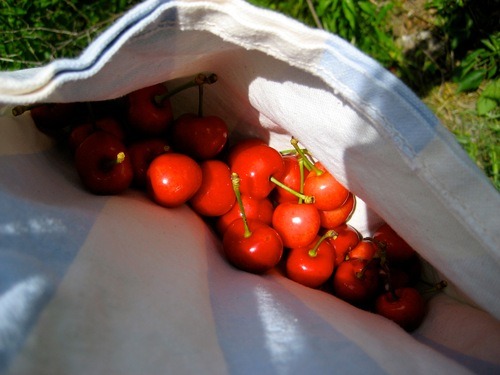 French cherries — fresh picked from Row's yard. Almost made myself sick eating them, they were so good.